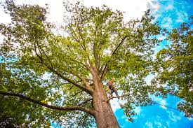 Best Lawn Dethatching Services  in USA